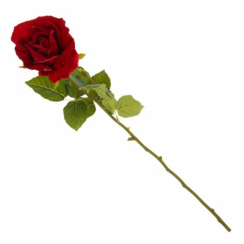   , l11 w11 h78 