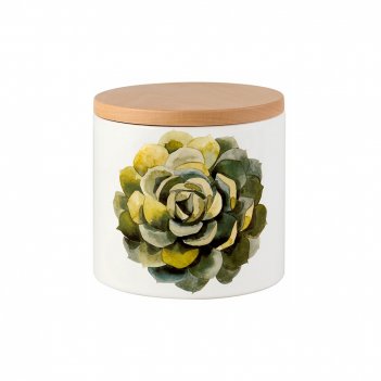 Nuova cer    cactus