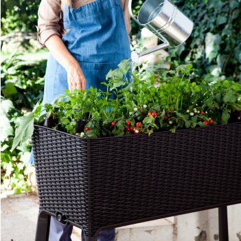  keter easy grow,  