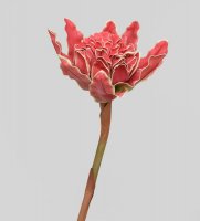 Tr 582 -
